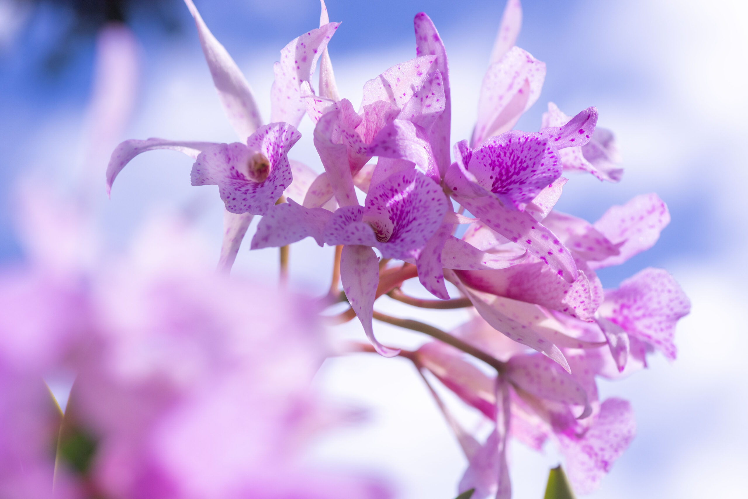 沖縄国際洋蘭博覧会2026 出品