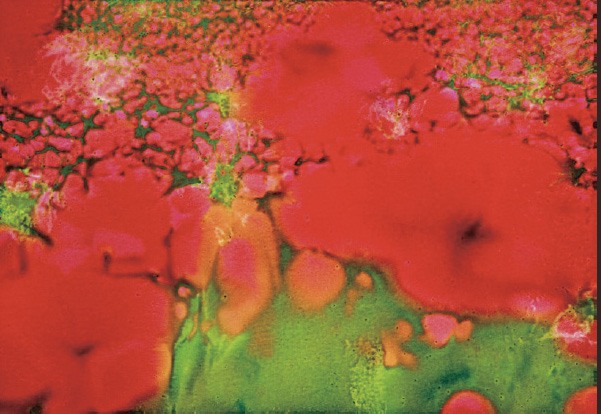 『記憶乃華』Memories in Deep Red